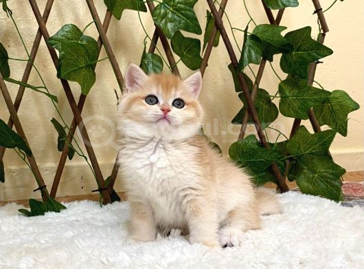 Ny12 İrina Dişi British Shorthair Golden görsel