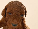 Orjinal Toy Poodle Red Brown Ailemizin Yavruları