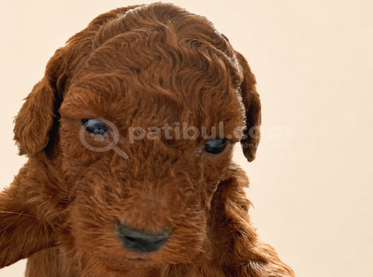 Orjinal Toy Poodle Red Brown Ailemizin Yavruları görsel