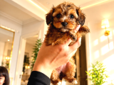 Tea cup maltipoo