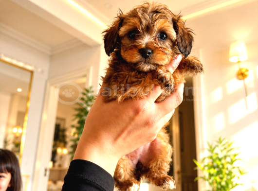Tea Cup Maltipoo