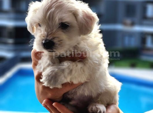 0 Numara Kore Maltese Bebekler