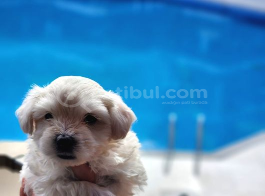 0 Numara Kore Maltese Bebekler görsel