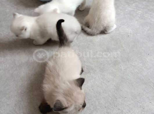British Shorthair görsel
