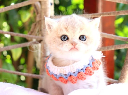 Safkan Blue Golden Kardeşler görsel