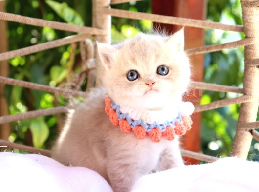 Safkan Blue Golden Kardeşler