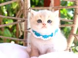 Safkan Blue Golden Kardeşler