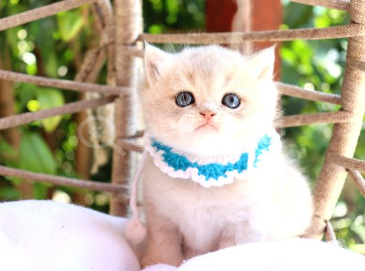 Safkan Blue Golden Kardeşler görsel