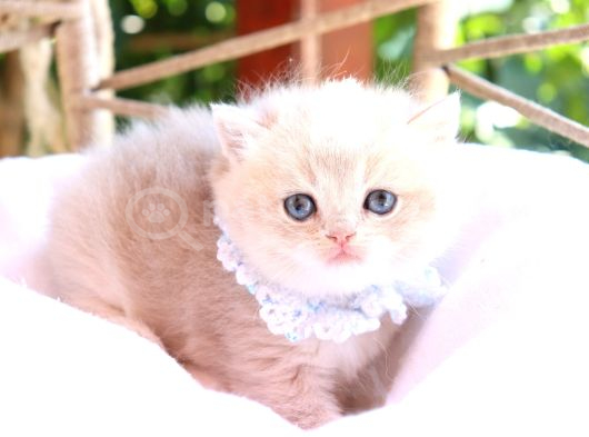 Safkan Blue Golden Kardeşler görsel