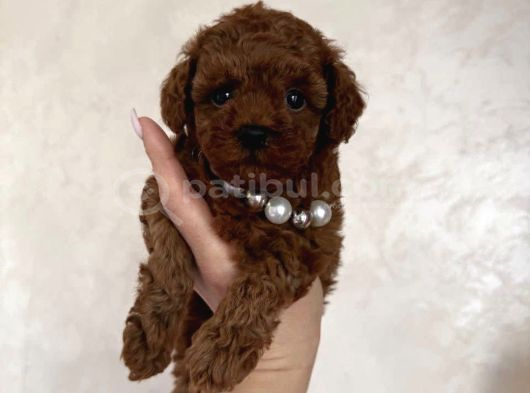 Yumuşacık Kürklü Kızıl Kahve Toy Poodle Yavrular