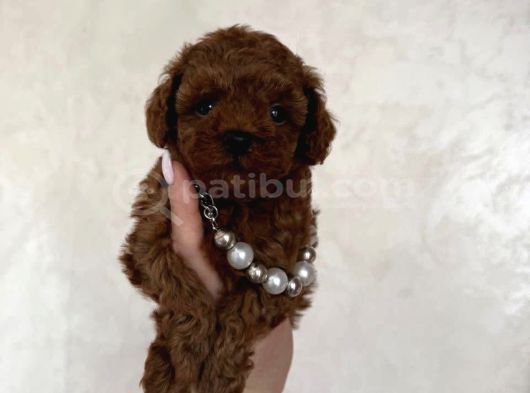 Yumuşacık Kürklü Kızıl Kahve Toy Poodle Yavrular görsel