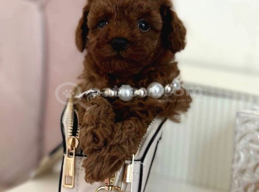 Yumuşacık Kürklü Kızıl Kahve Toy Poodle Yavrular görsel