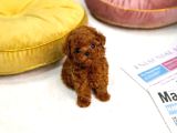 Vecihiden Safkan minicik kore poodle bebekleri