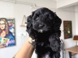 Tea Cup Maltipoo