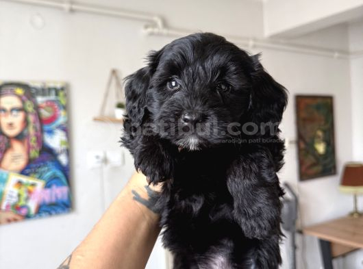 Tea Cup Maltipoo görsel