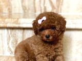 Toy poodle kore kan kg garantili yavrumuz