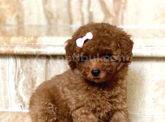 Toy Poodle Kore Kan Kg Garantili Yavrumuz
