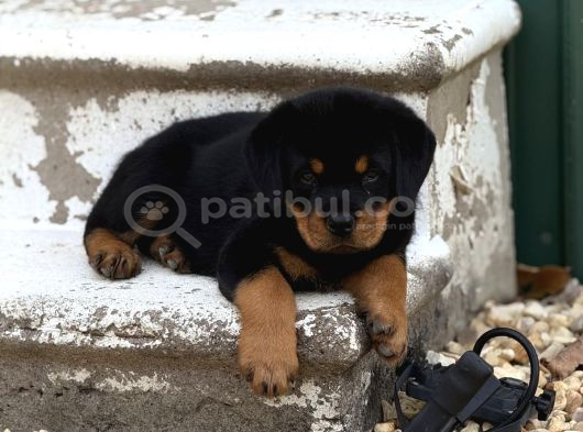 Vecihiden Safkan Dev Koca Kafalı Rotweiler Yavruları görsel