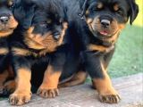 Vecihiden safkan dev koca kafalı rotweiler yavruları