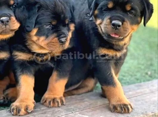 Vecihiden Safkan Dev Koca Kafalı Rotweiler Yavruları