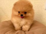 Pomeranian üst kalite yavrumuz