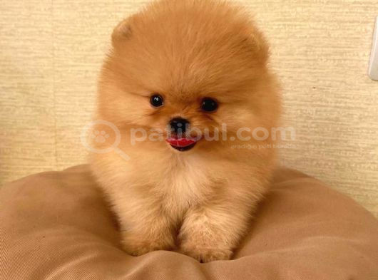 Pomeranian Üst Kalite Yavrumuz