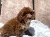 Mini Boy Red Maltipoo Oğlumuz