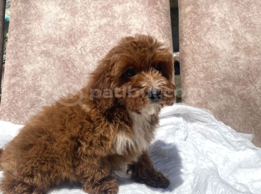 Mini Boy Red Maltipoo Oğlumuz görsel