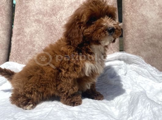 Mini Boy Red Maltipoo Oğlumuz görsel