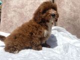 Mini Boy Red Maltipoo Oğlumuz