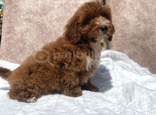 Mini Boy Red Maltipoo Oğlumuz görsel
