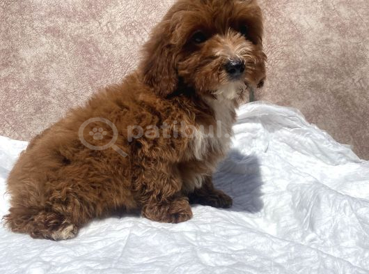 Mini Boy Red Maltipoo Oğlumuz görsel