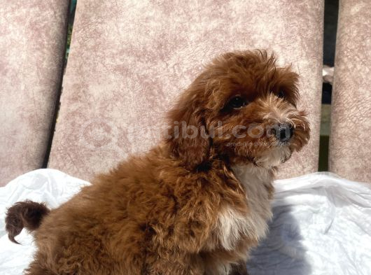 Mini Boy Red Maltipoo Oğlumuz görsel