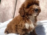 Mini Boy Red Maltipoo Oğlumuz