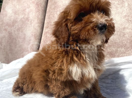 Mini Boy Red Maltipoo Oğlumuz görsel