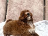 Mini Boy Red Maltipoo Oğlumuz
