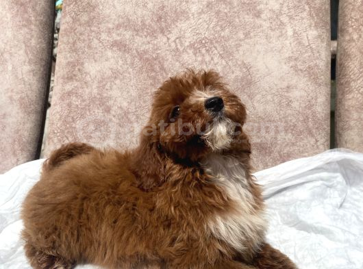 Mini Boy Red Maltipoo Oğlumuz görsel