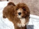 Mini Boy Red Maltipoo Oğlumuz