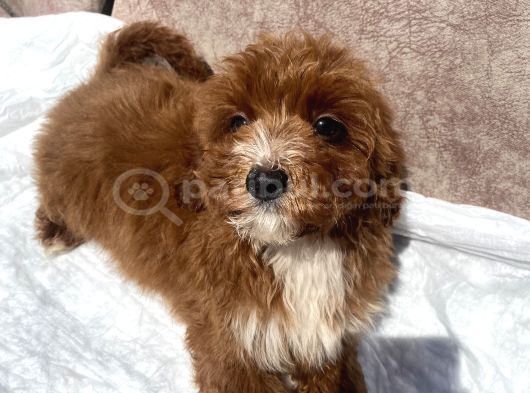 Mini Boy Red Maltipoo Oğlumuz görsel