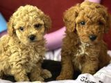Harika Apricot Ve Kahve Toy Poodle Yavrularımız