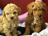 Harika Apricot Ve Kahve Toy Poodle Yavrularımız