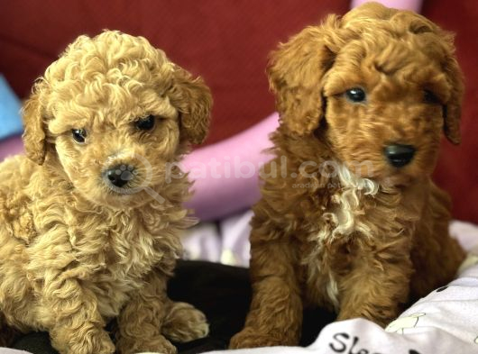 Harika Apricot Ve Kahve Toy Poodle Yavrularımız görsel