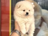 Pomeranian Miniğimiz Için Arayabilirsiniz