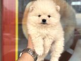 Pomeranian miniğimiz için arayabilirsiniz