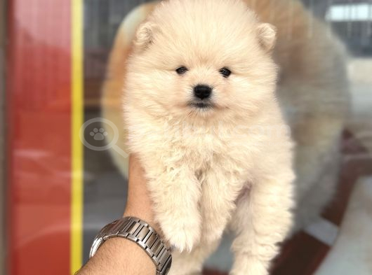 Pomeranian Miniğimiz Için Arayabilirsiniz