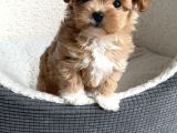 Maltipoo yavrumuz mini boy kg garantili
