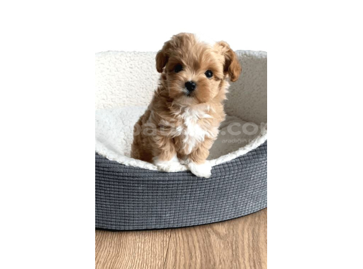 Maltipoo Yavrumuz Mini Boy Kg Garantili