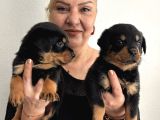 Muhteşem Koca Kafa Rottweiler Yavrularımız