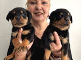 Muhteşem Koca Kafa Rottweiler Yavrularımız