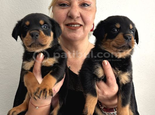 Muhteşem Koca Kafa Rottweiler Yavrularımız görsel